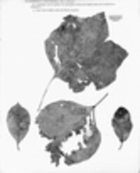 Hypoderma rubi image